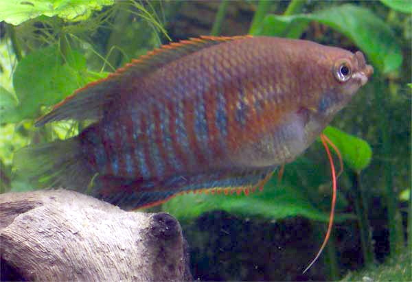 COLISA LABIOSA
